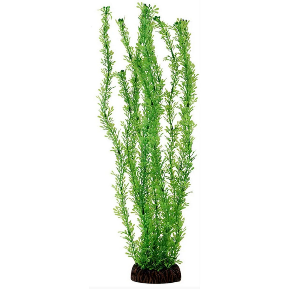 Laguna Растение Лигодиум, зелёное, 20 см<