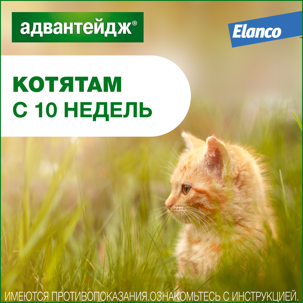 Advantage 40 капли инсектицидные для кошек до 4 кг, 4 пипетки