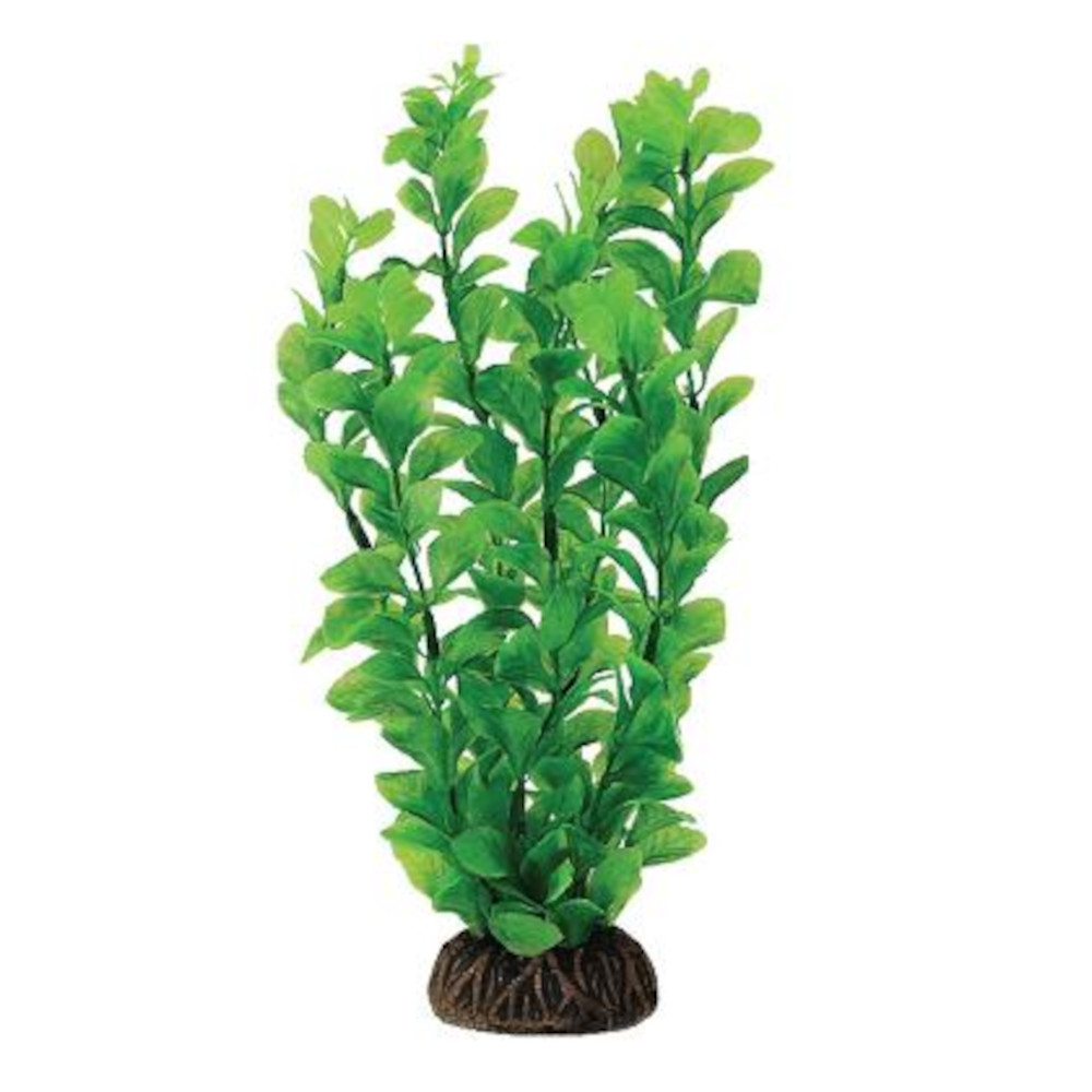 Laguna Растение Людвигия, зеленая, 10 см<