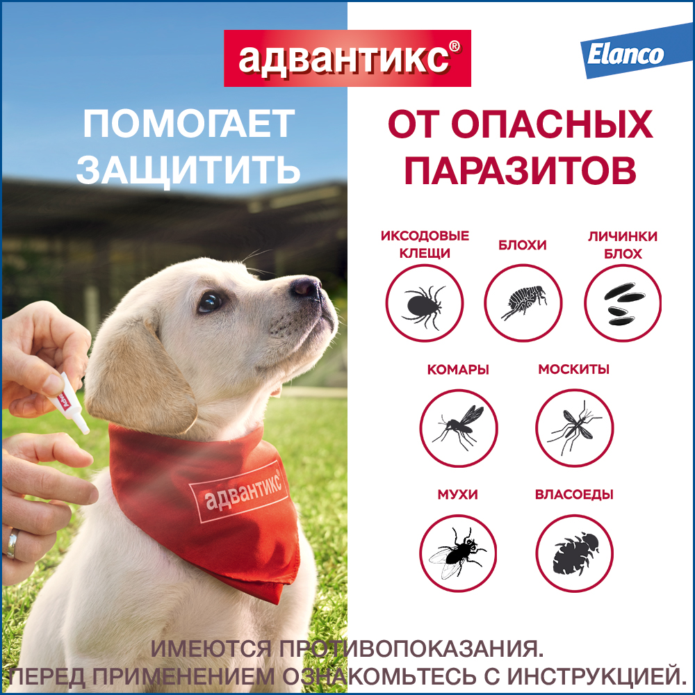 Адвантикс 100 капли инсектоакарицидные для собак 4-10 кг 1 уп. (1 пип)