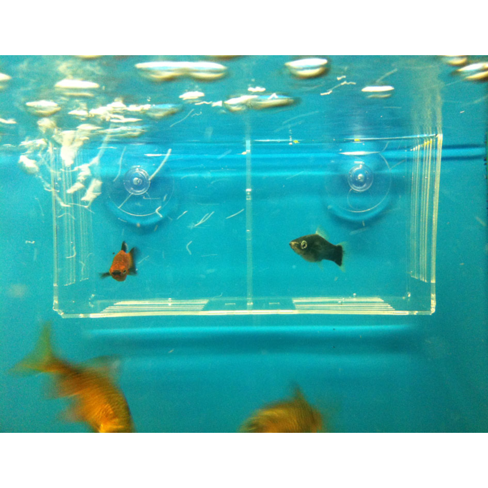 Отсадник для рыб пластиковый, две секции, 15,5х5х8 см <