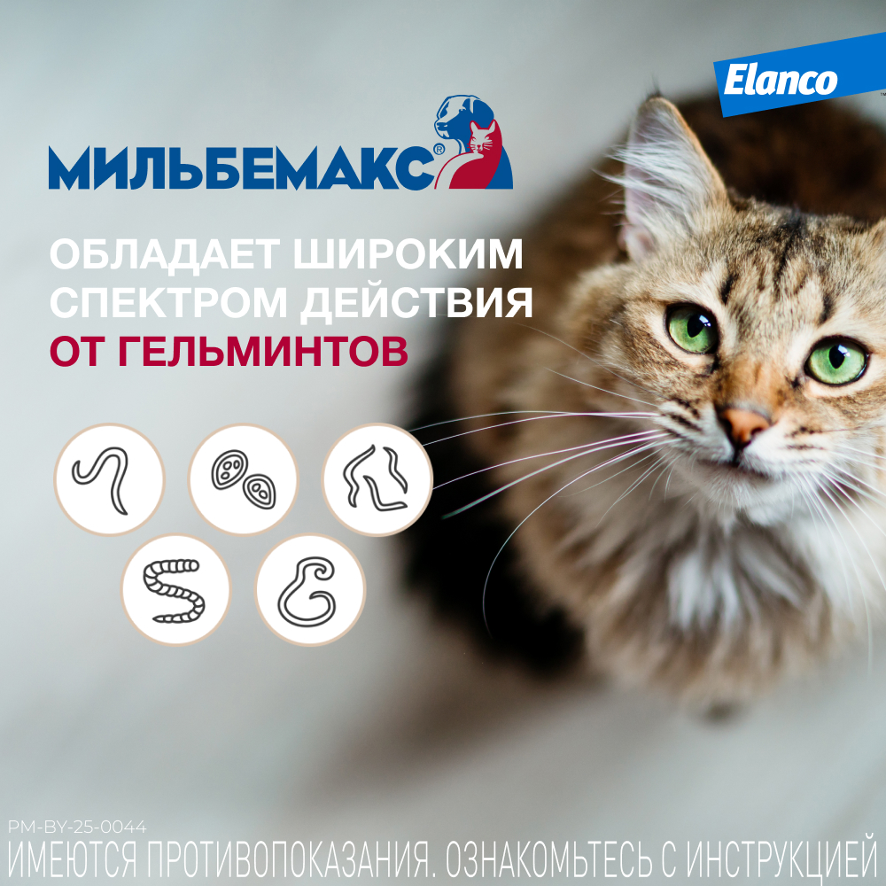 Мильбемакс таблетки антигельминтные для кошек 4-8 кг, 2 таблетка
