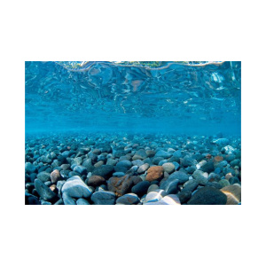 Barbus фон аквариумный двусторонний, 60 см х 1 м