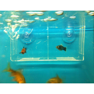 Отсадник для рыб пластиковый, две секции, 15,5х5х8 см 
