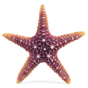 Laguna Грот "Морская звезда", 16х16х3 см