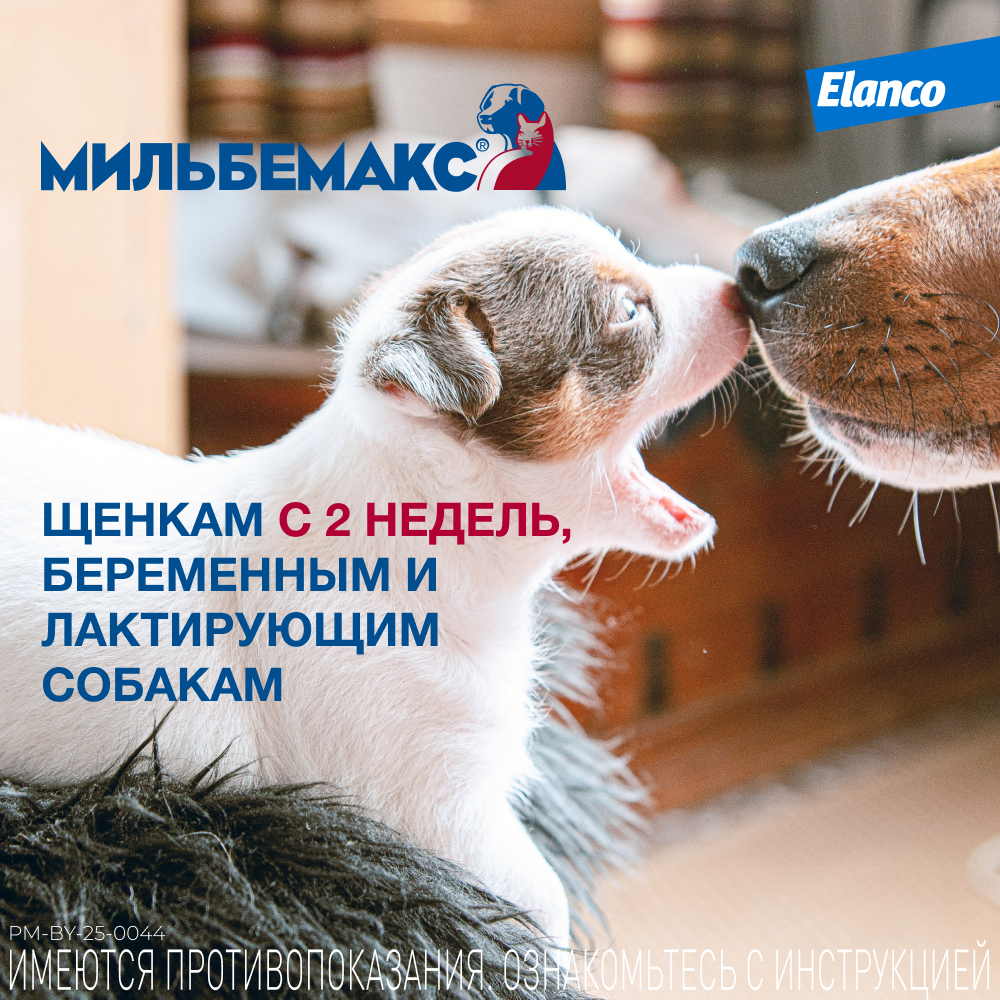 Мильбемакс таблетки антигельминтные для собак 5-25 кг, 2 таблетки