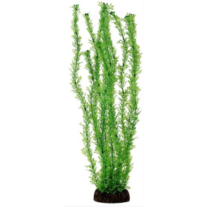 Laguna Растение Лигодиум, зелёное, 20 см
